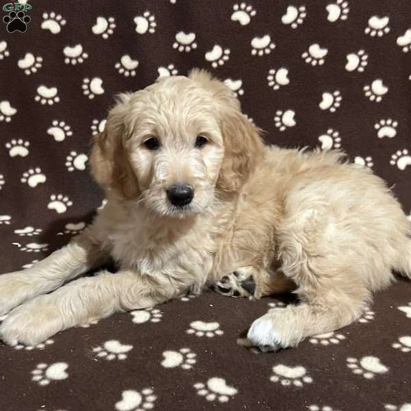 FROSTING, Goldendoodle Puppy