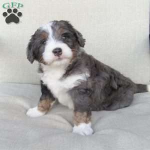 Samson, Mini Bernedoodle Puppy