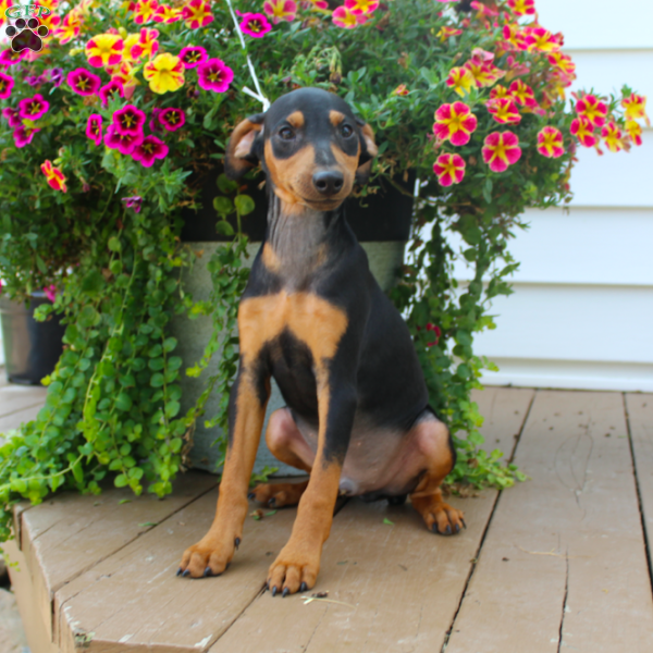 Sam, Miniature Pinscher Puppy