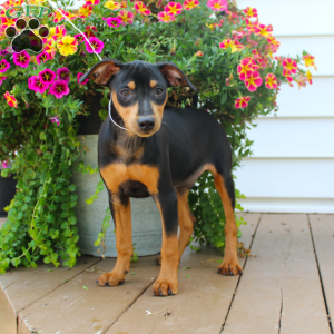 Sparky, Miniature Pinscher Puppy
