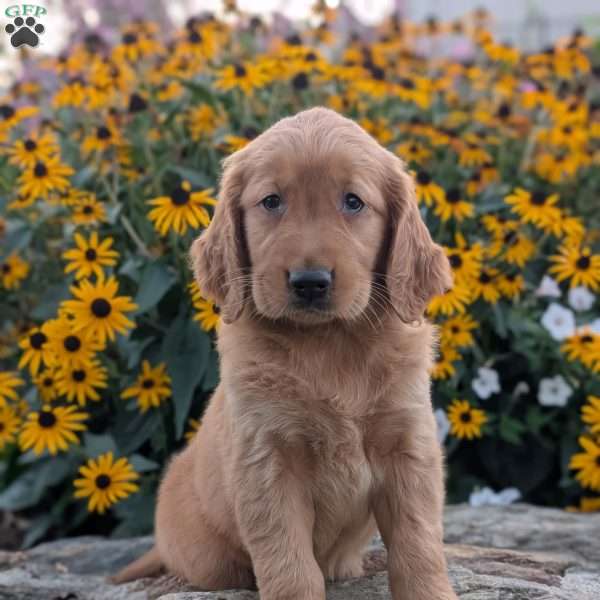 Flower, Golden Retriever Puppy