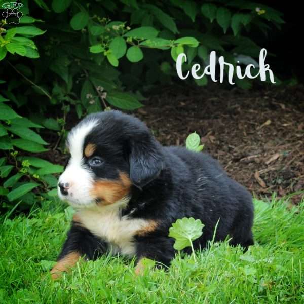 Cedrick, Bernese Mountain Dog Puppy
