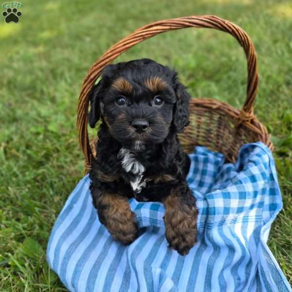 Kenny, Cavapoo Puppy