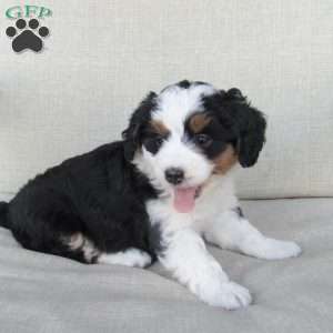 Hazel, Mini Bernedoodle Puppy