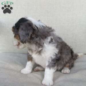 Jewel, Mini Bernedoodle Puppy