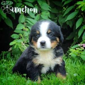 Cameron, Bernese Mountain Dog Puppy