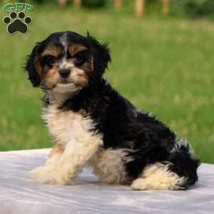 Alexa, Cavachon Puppy