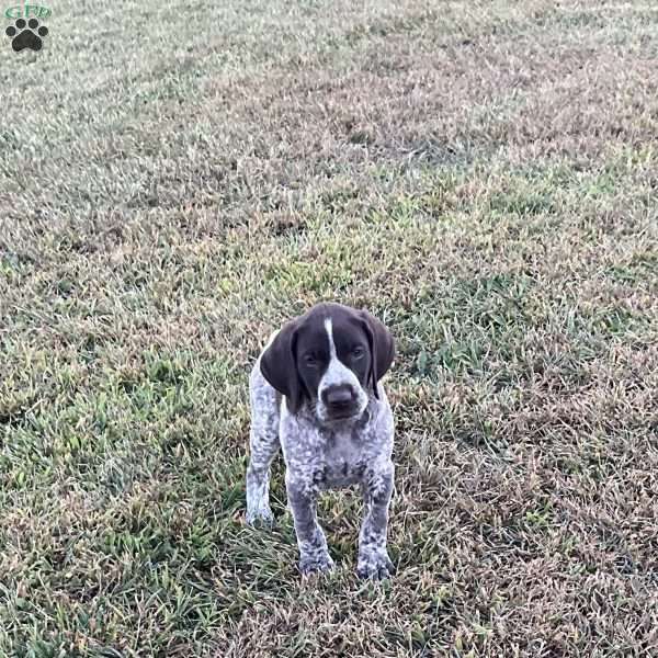 Jaxon, German Shorthaired Pointer Puppy