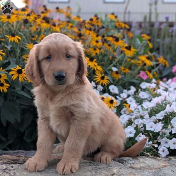 Frisky, Golden Retriever Puppy