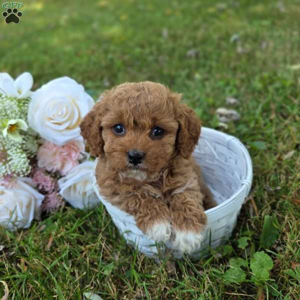 Kya, Cavapoo Puppy