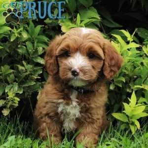 Spruce, Cavapoo Puppy