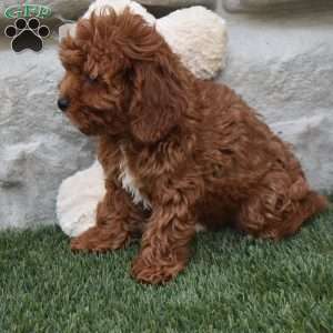 Koby, Cavapoo Puppy