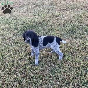 Lincoln, German Shorthaired Pointer Puppy