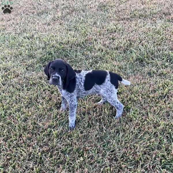 Lincoln, German Shorthaired Pointer Puppy