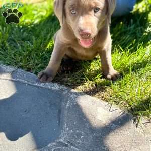 Silver, Silver Labrador Retriever Puppy