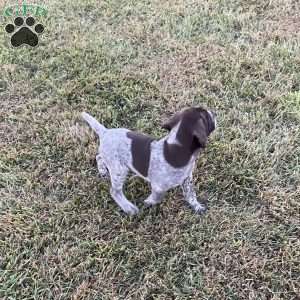 Jaxon, German Shorthaired Pointer Puppy
