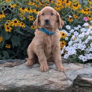 Faith, Golden Retriever Puppy