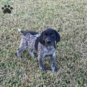 Brenna, German Shorthaired Pointer Puppy
