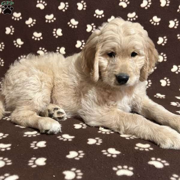 SHERBERT, Goldendoodle Puppy