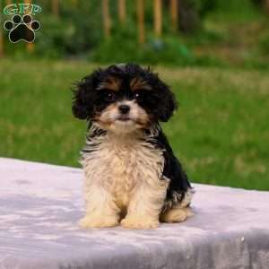 Aden, Cavachon Puppy