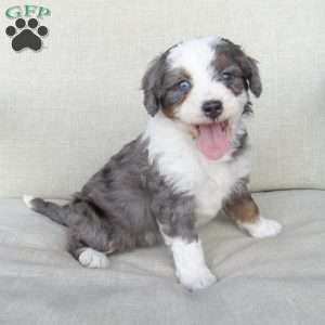Gigi, Mini Bernedoodle Puppy