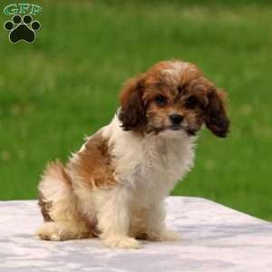 Abbey, Cavachon Puppy