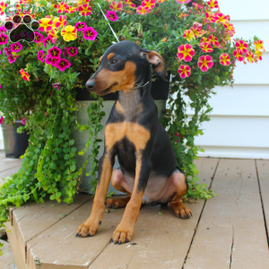 Sam, Miniature Pinscher Puppy