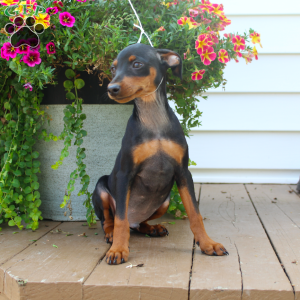 Spike, Miniature Pinscher Puppy