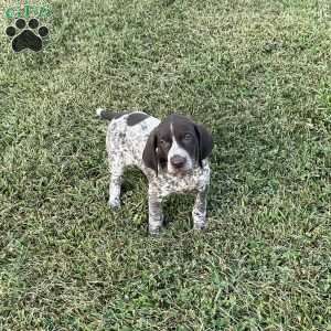 Remington, German Shorthaired Pointer Puppy