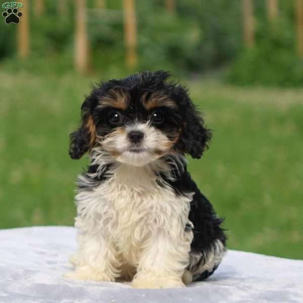 Aden, Cavachon Puppy