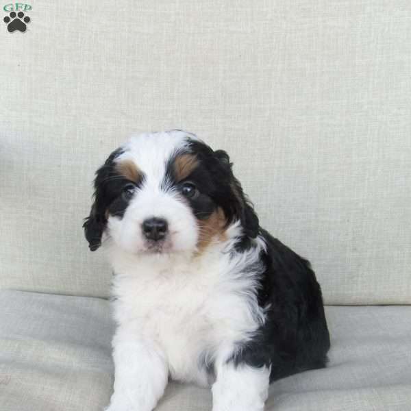 Hazel, Mini Bernedoodle Puppy