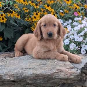 Flower, Golden Retriever Puppy