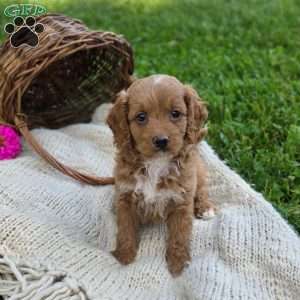 Kylie, Cavapoo Puppy