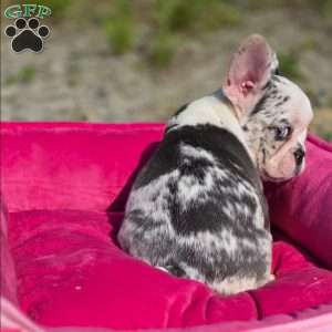 Marshmello, French Bulldog Puppy