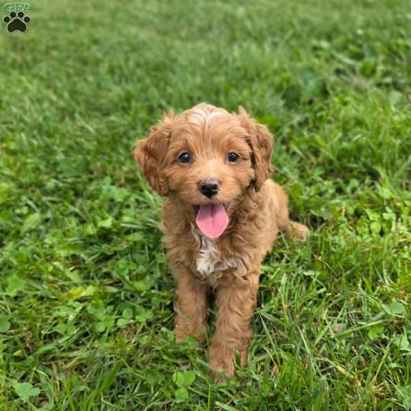 Katie, Cavapoo Puppy