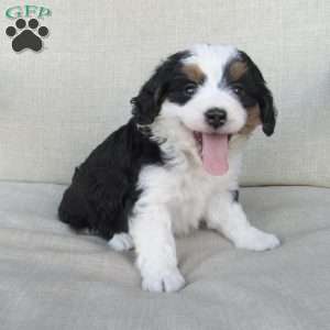 Hazel, Mini Bernedoodle Puppy