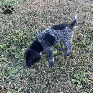 Brenna, German Shorthaired Pointer Puppy