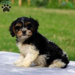 Alexa, Cavachon Puppy