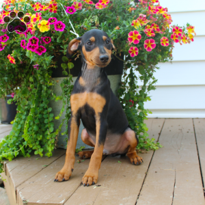Sam, Miniature Pinscher Puppy