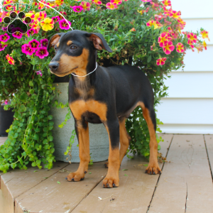 Sparky, Miniature Pinscher Puppy