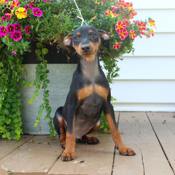 Spike, Miniature Pinscher Puppy