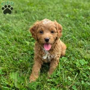 Katie, Cavapoo Puppy