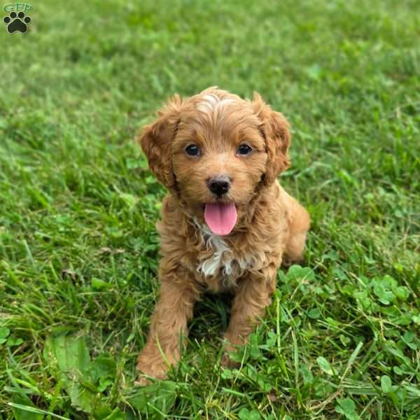 Katie, Cavapoo Puppy