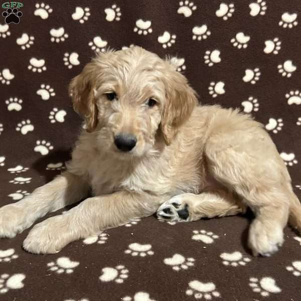SPRINKLES, Goldendoodle Puppy