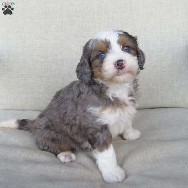 Jewel, Mini Bernedoodle Puppy