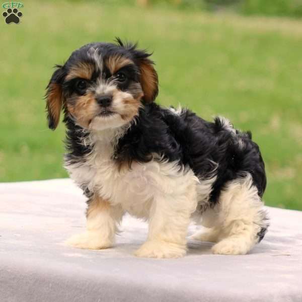 Alexa, Cavachon Puppy
