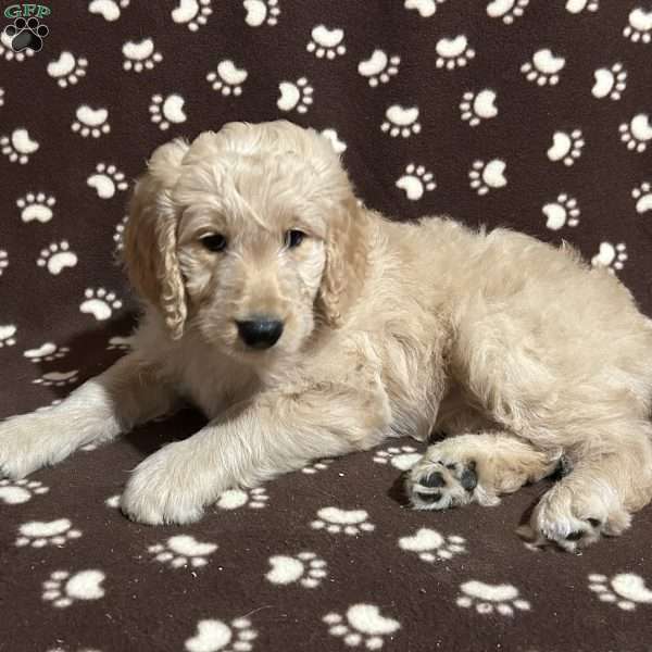 CHERRY, Goldendoodle Puppy