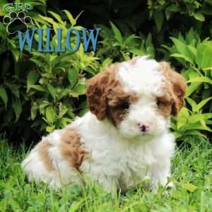 Willow, Cavapoo Puppy