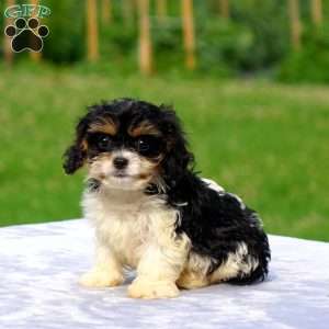 Aden, Cavachon Puppy