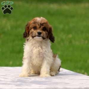 Abbey, Cavachon Puppy